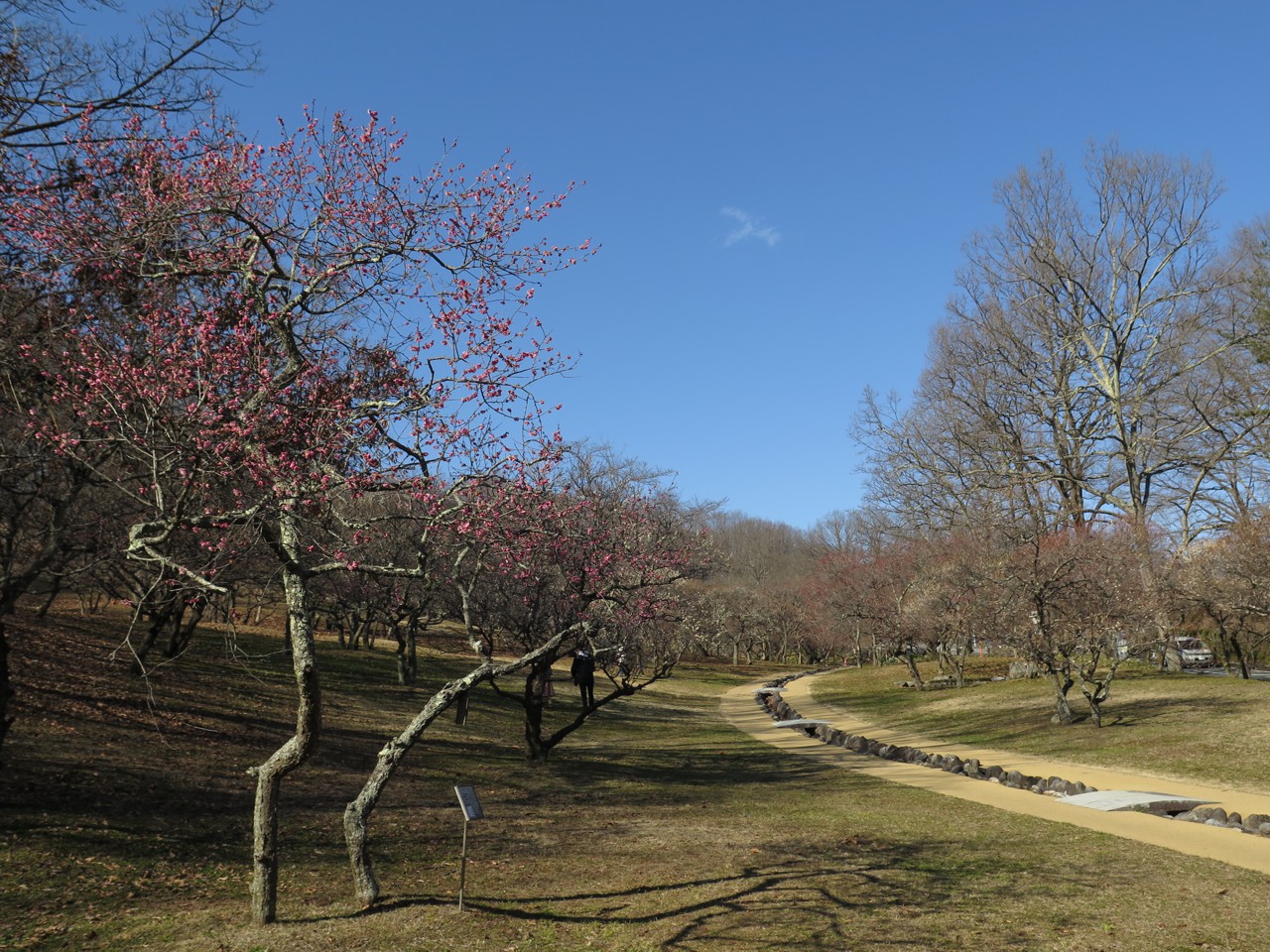 梅園　開花情報　2月21日（晴）