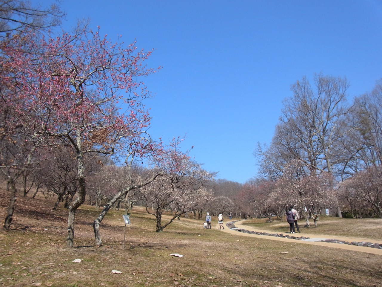 梅園　開花情報　2月27日（晴）