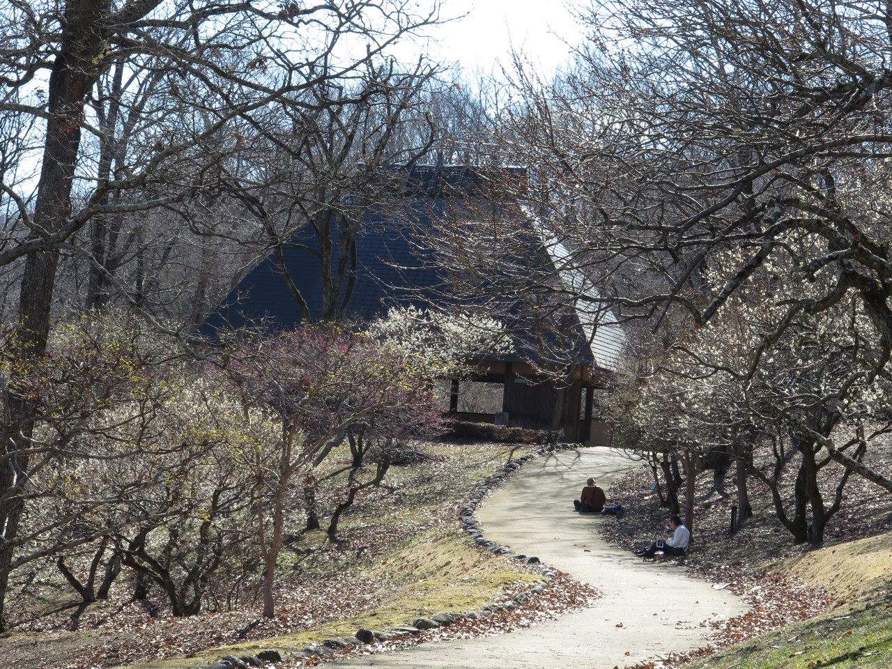 梅園　開花情報　3月3日（晴）