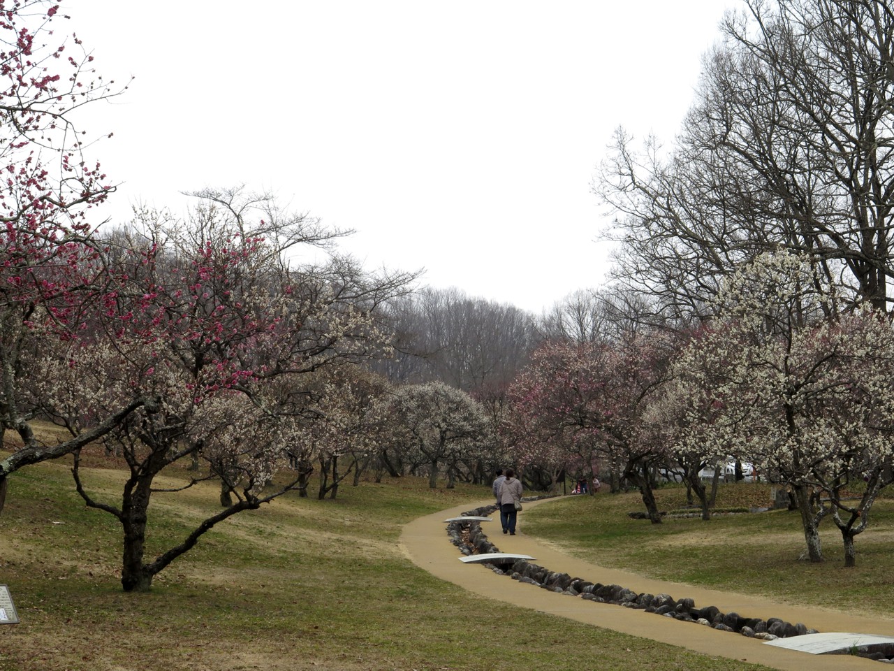 梅園　開花情報　3月5日（曇）