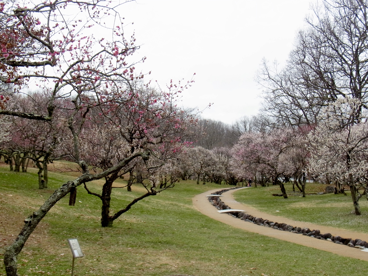 梅園　開花情報　3月10日（曇）