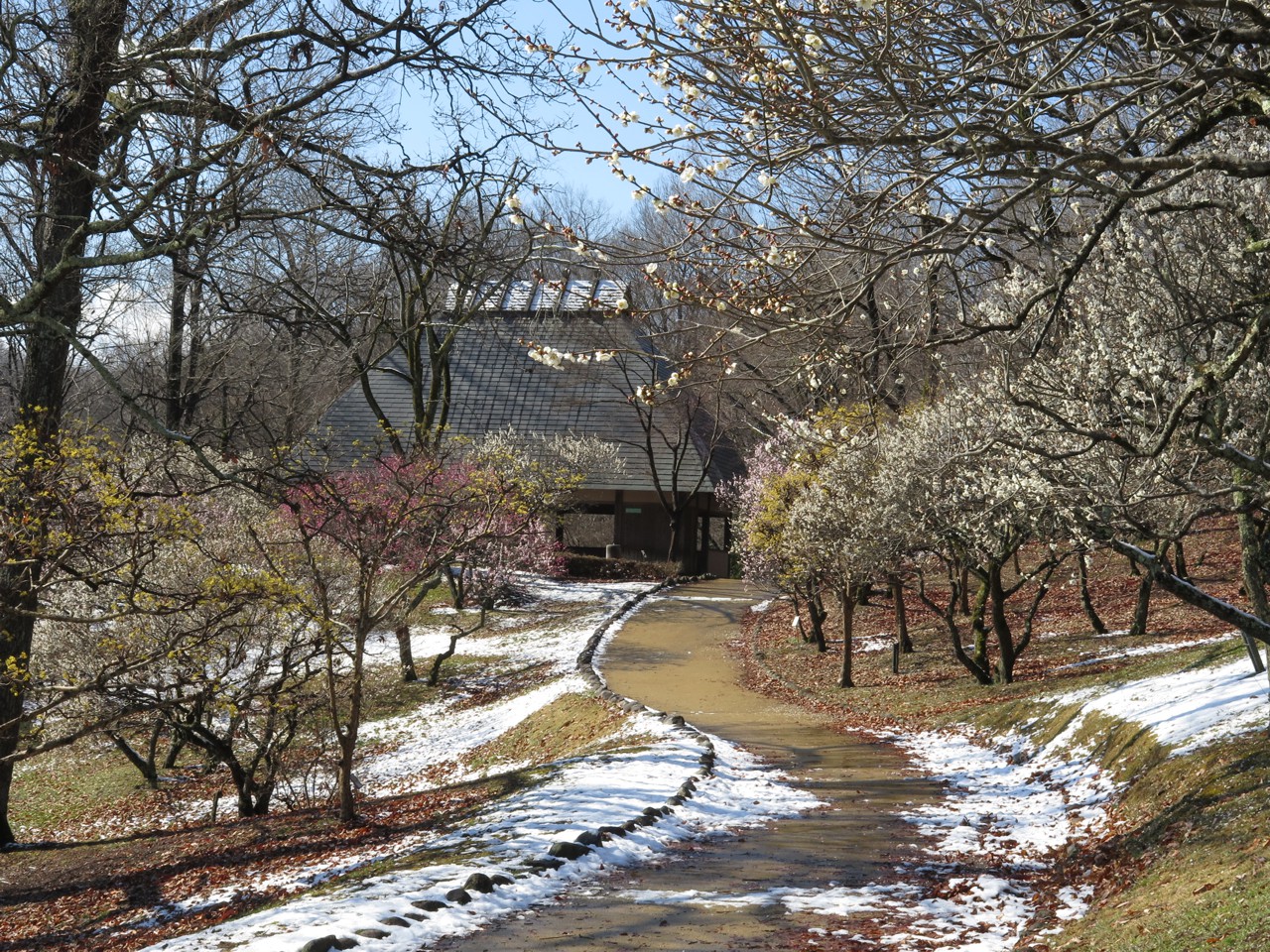 梅園　開花情報　3月15日（晴）