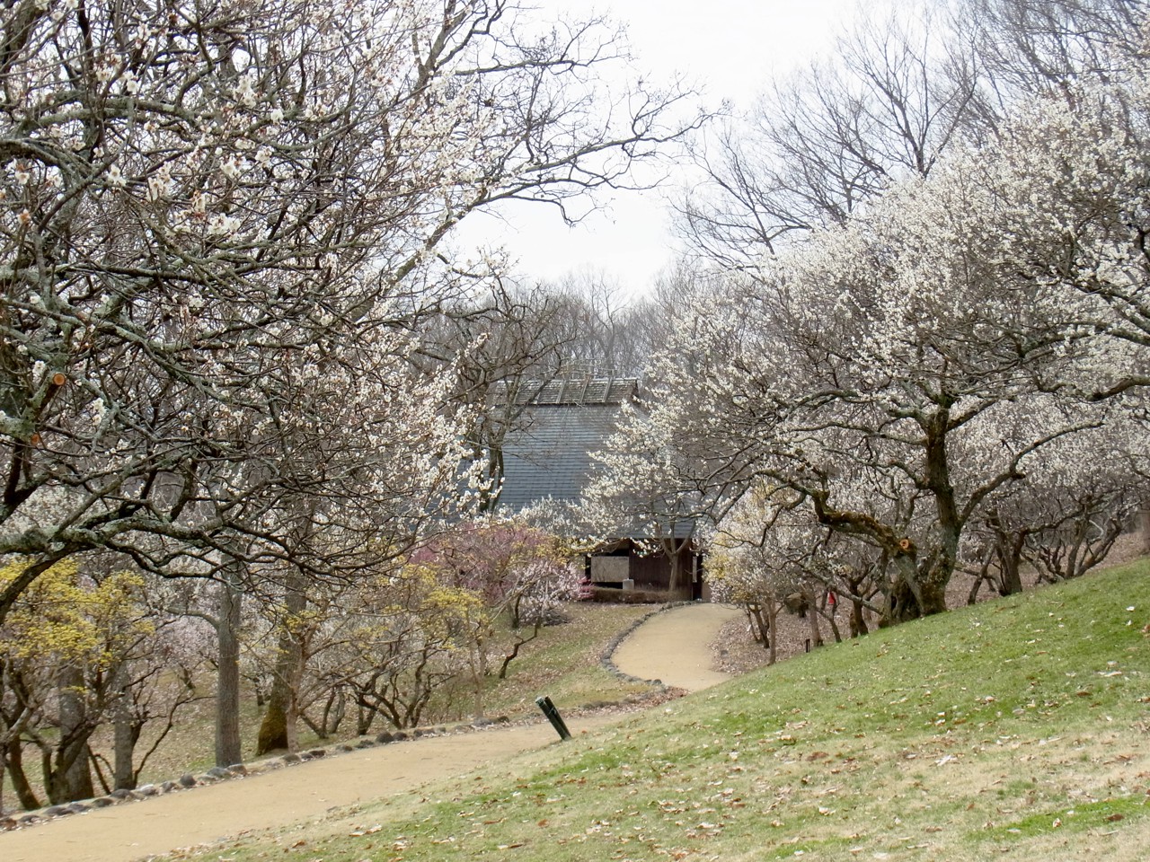 梅園　開花情報　3月18日（曇）
