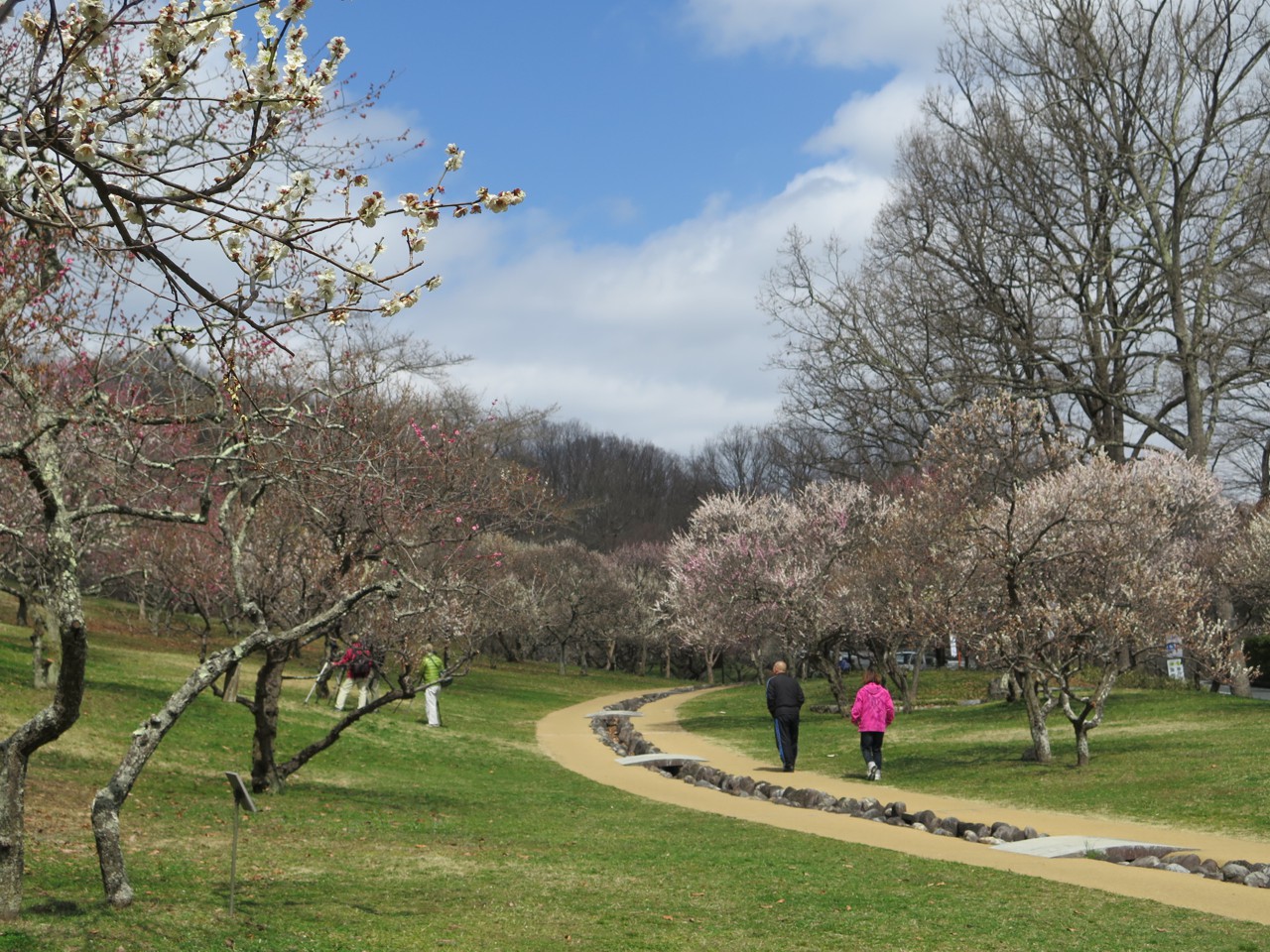梅園　開花情報　3月21日（晴）
