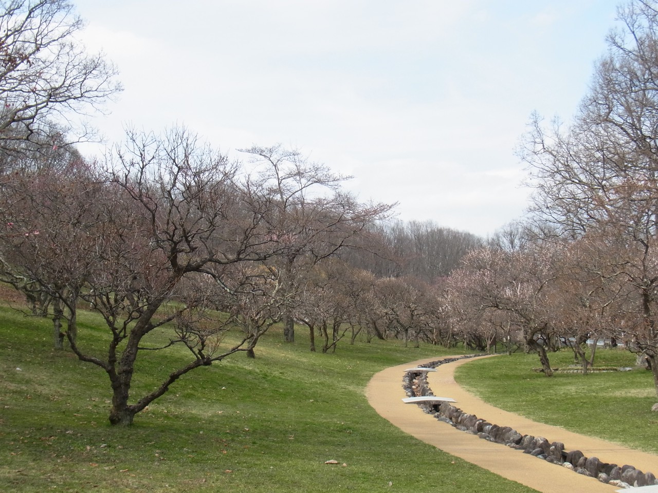 梅園　開花情報　3月29日（曇）