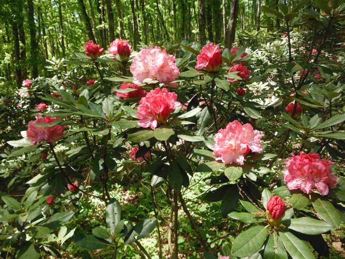 シャクナゲ開花情報