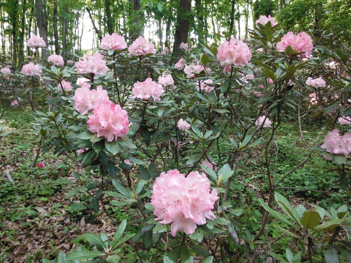 シャクナゲ開花情報