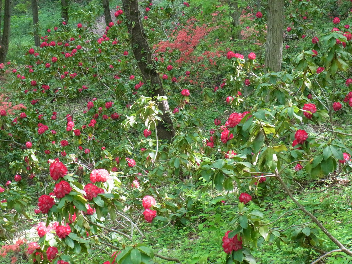 シャクナゲの開花状況　５月２日（赤が見頃）