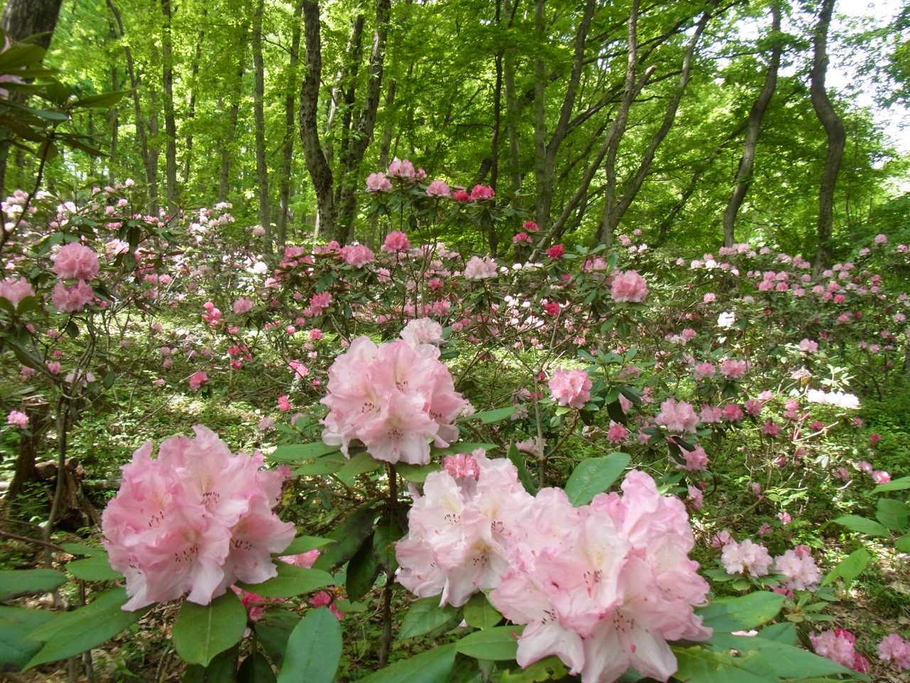 シャクナゲの開花状況　５月１２日（見頃）