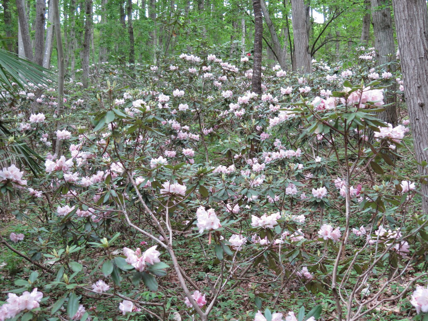 シャクナゲの開花状況　５月１９日（盛りは過ぎました）