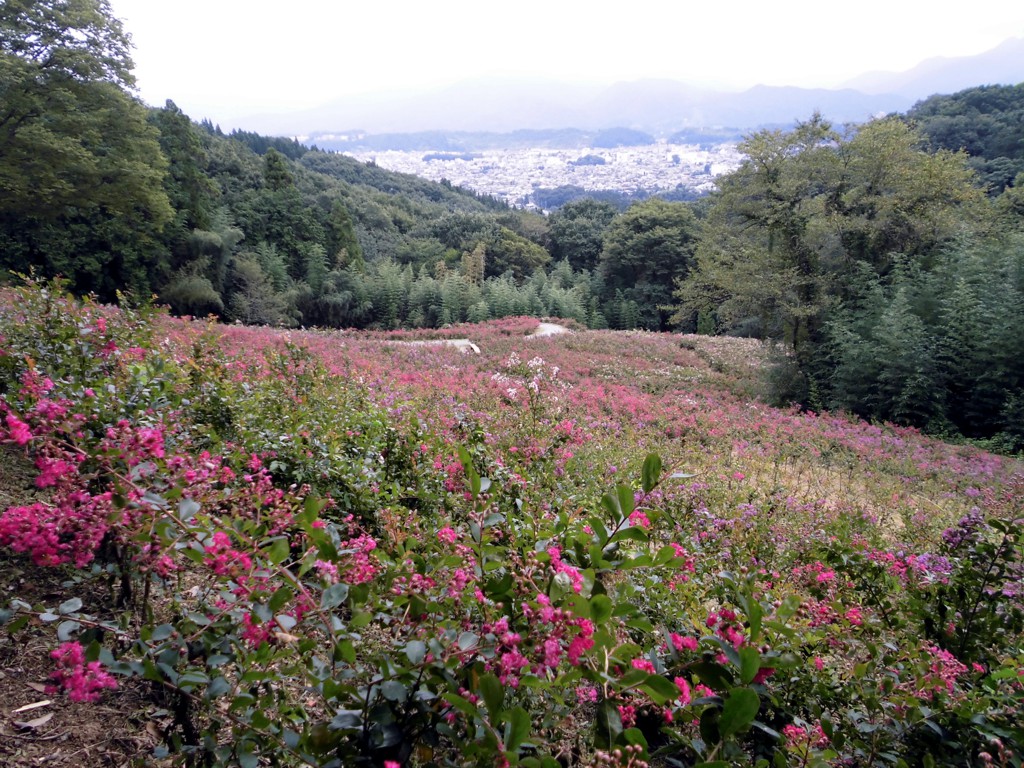 サルスベリ開花状況　９月１５日現在