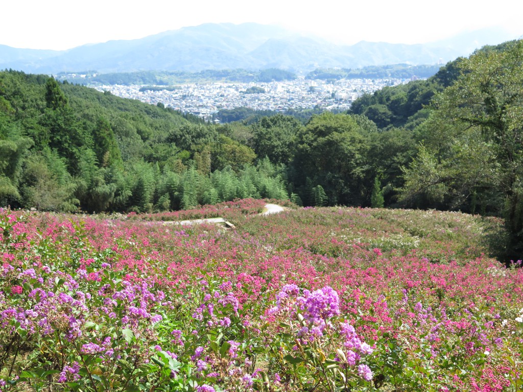 サルスベリ開花状況　９月２１日現在