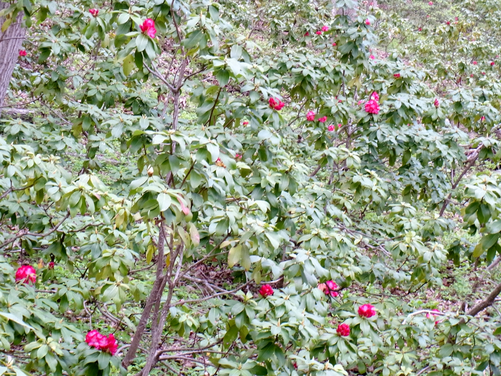 シャクナゲ開花情報　４月２５日