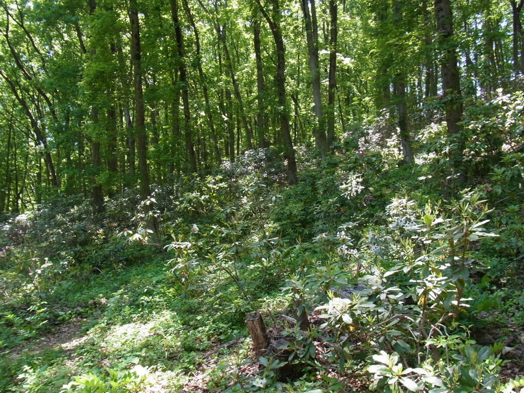 平成２７年５月１４日（晴）撮影　開花状況：終了しました