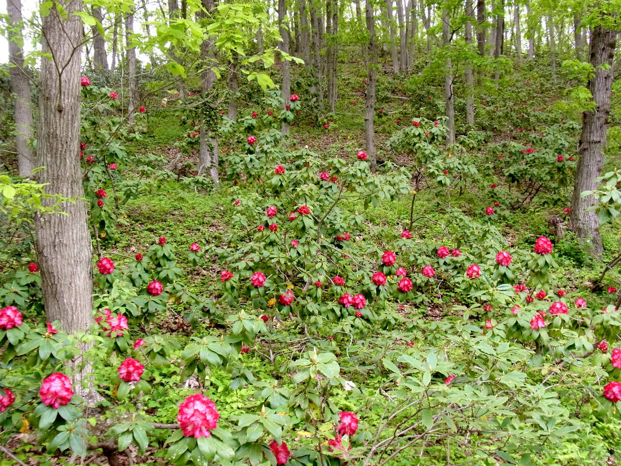 シャクナゲの開花状況　４月２９日（早咲きが見頃）