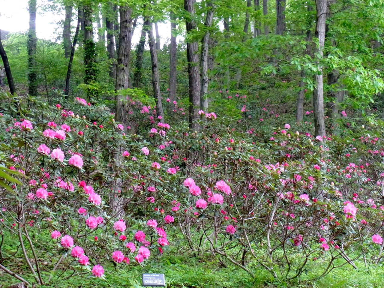 シャクナゲの開花状況　５月３日（もうすぐ満開）