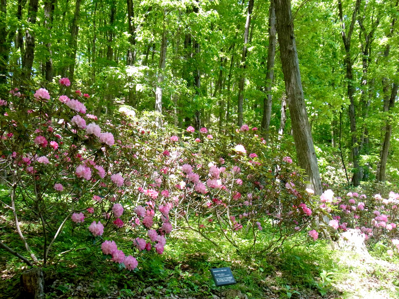 シャクナゲの開花状況　５月５日（ピークです）