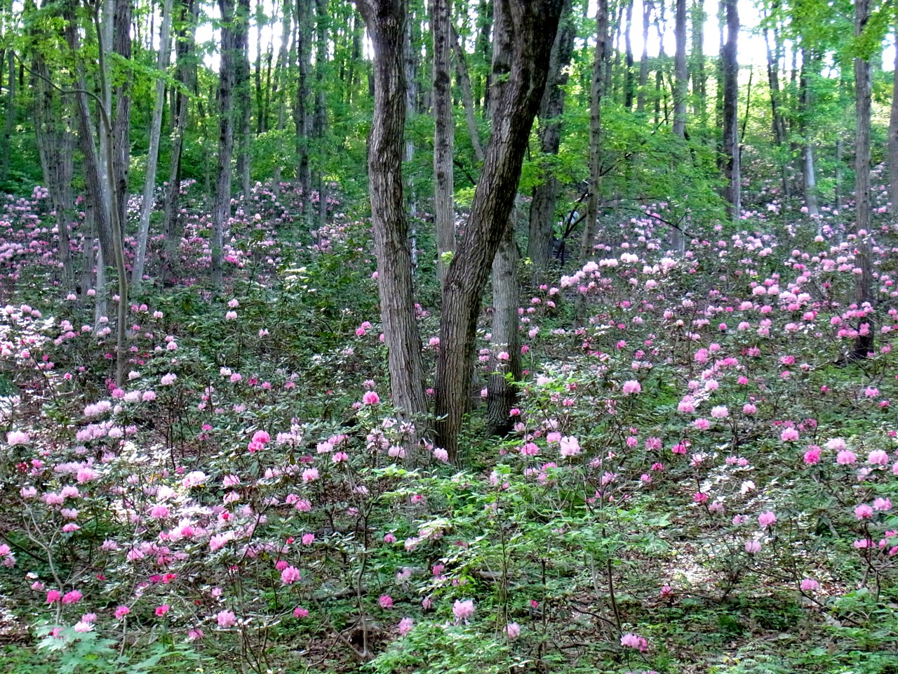 シャクナゲの開花状況　５月７日（ピークです）