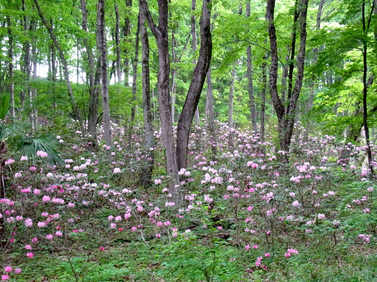 シャクナゲの開花状況　５月９日（見頃です）