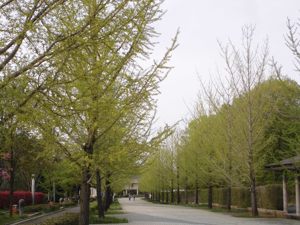 新緑　２７年４月２４日（晴）