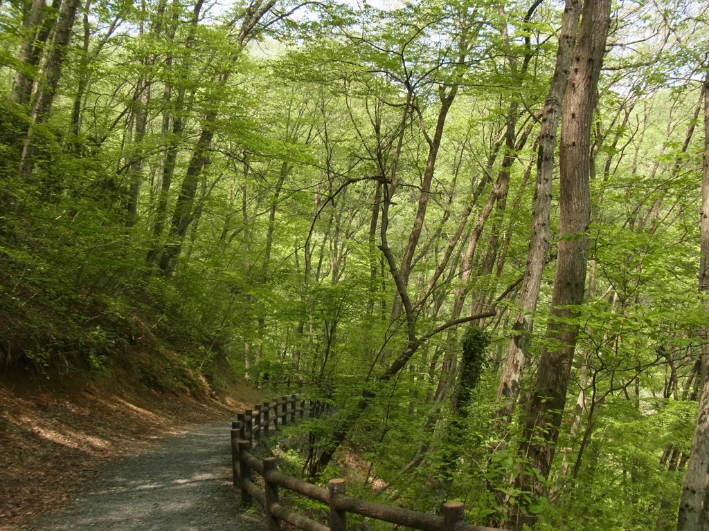 新緑　２７年４月２５日（曇）