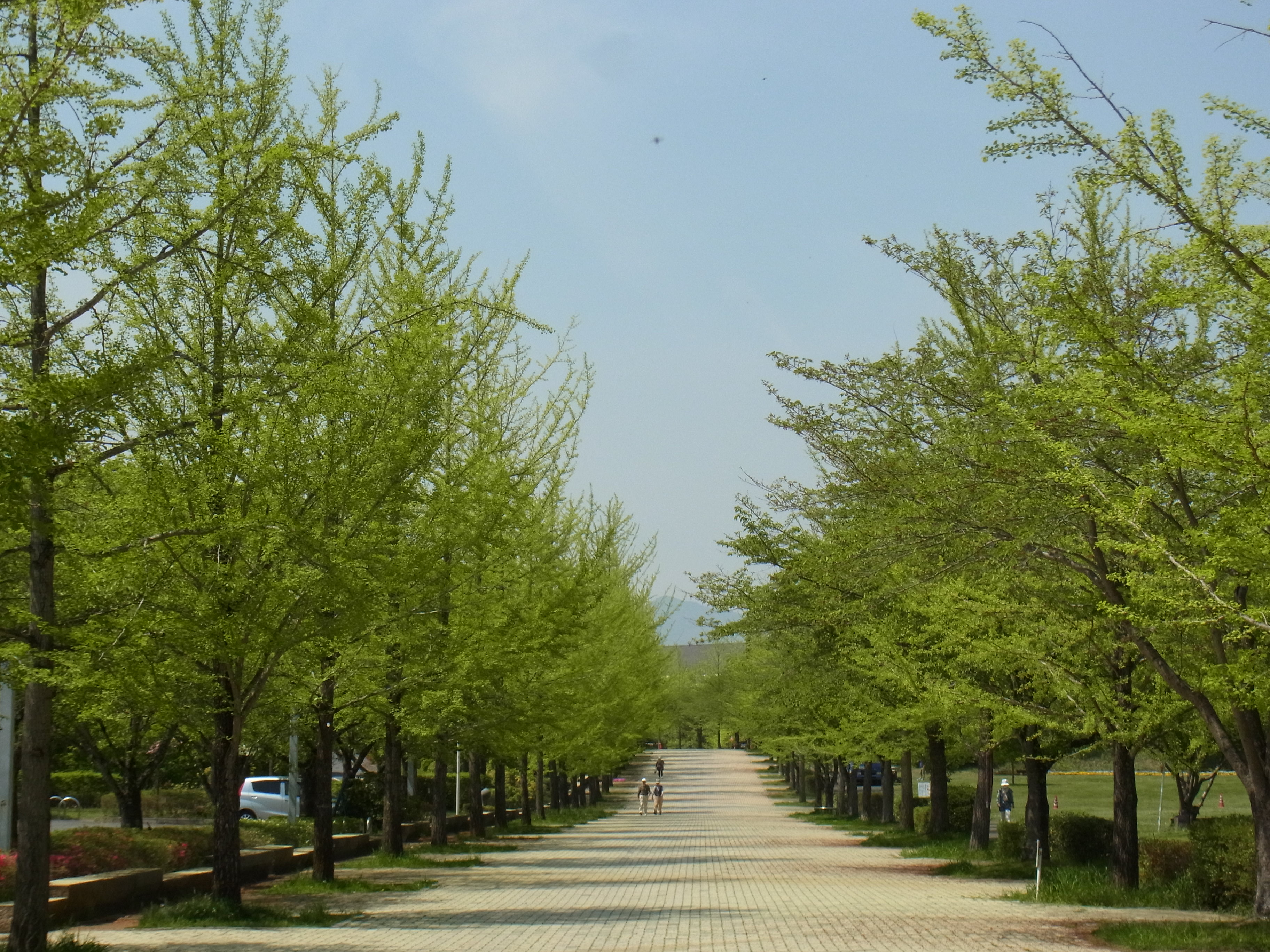 新緑　２７年４月２８日（晴）