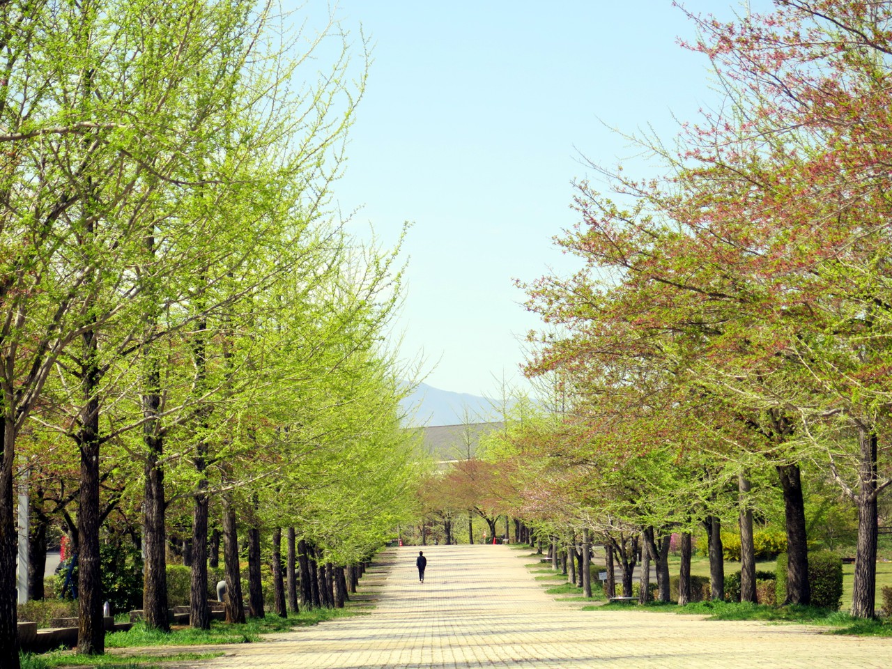 新緑　平成２８年４月１８日（晴）