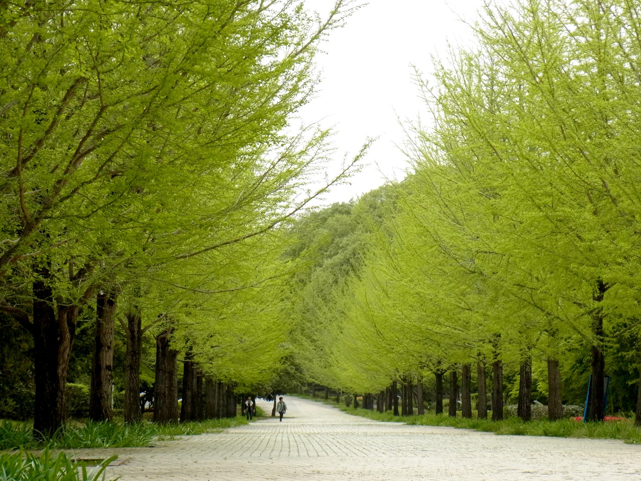 新緑　平成２８年４月２５日（曇）