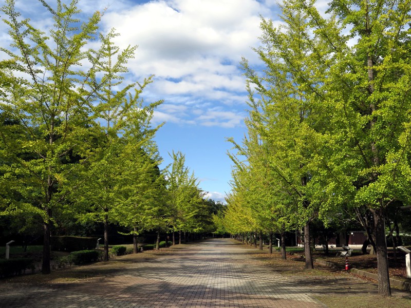 イチョウ並木紅葉情報　10月6日（木）現在