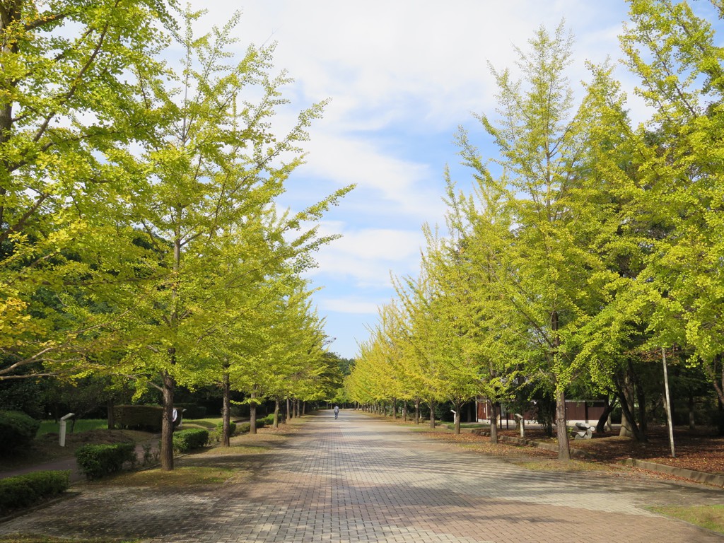 イチョウ並木紅葉情報　10月14日（金）現在