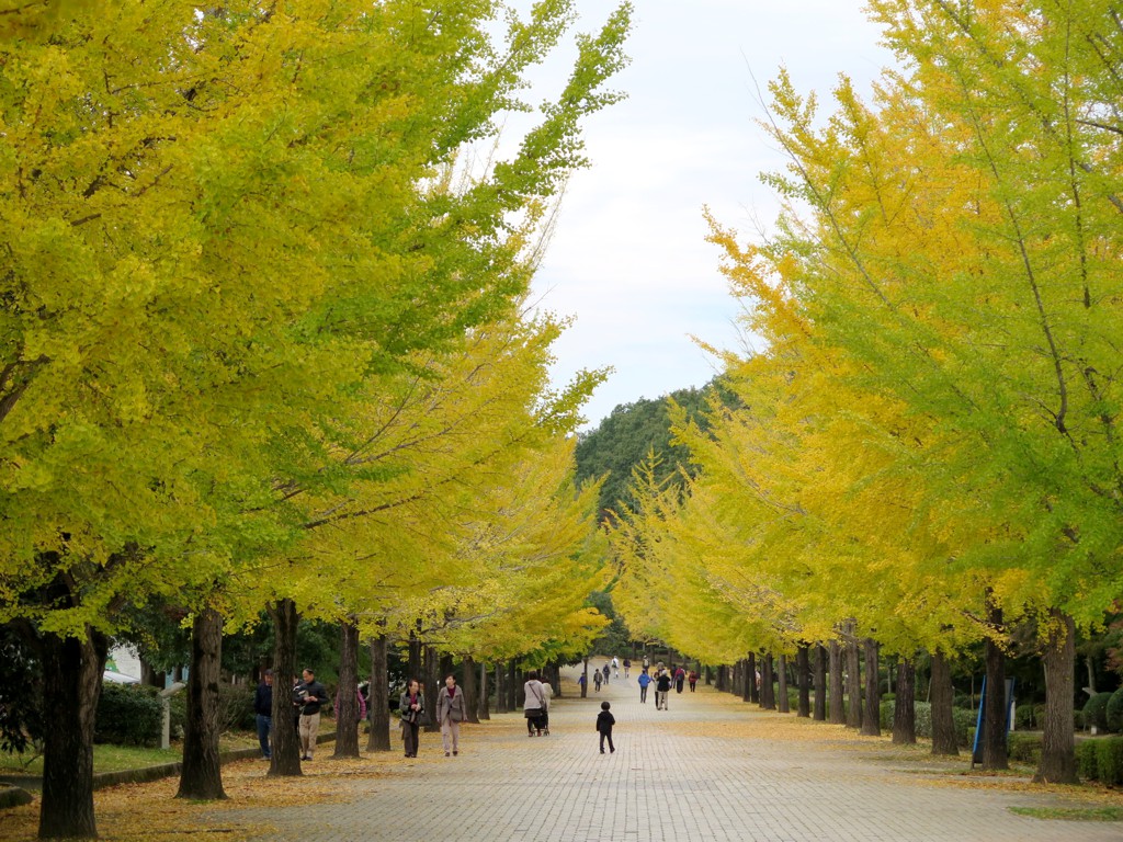 イチョウ並木紅葉情報　10月31日（月）現在