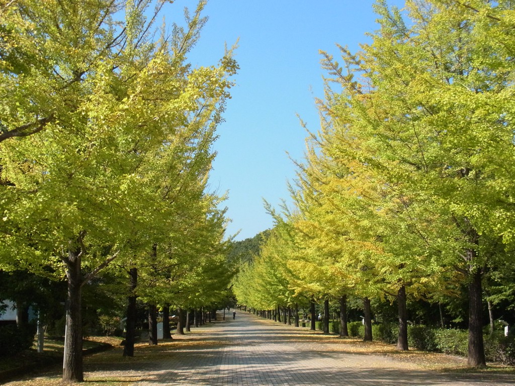 イチョウ並木紅葉情報　10月20日（木）現在