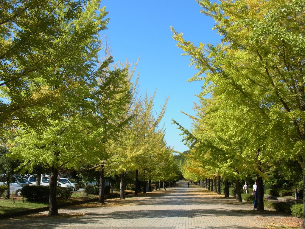 イチョウ並木紅葉情報　10月24日（月）現在