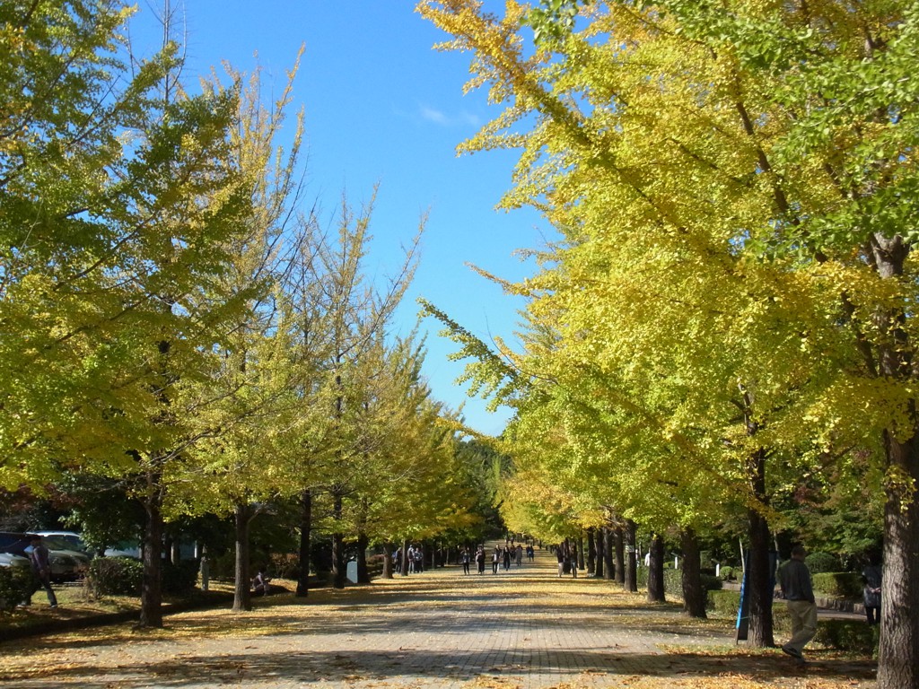イチョウ並木紅葉情報　10月29日（土）現在