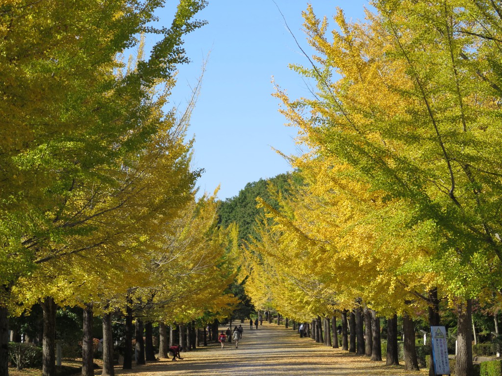 イチョウ並木紅葉情報　11月4日（金）現在