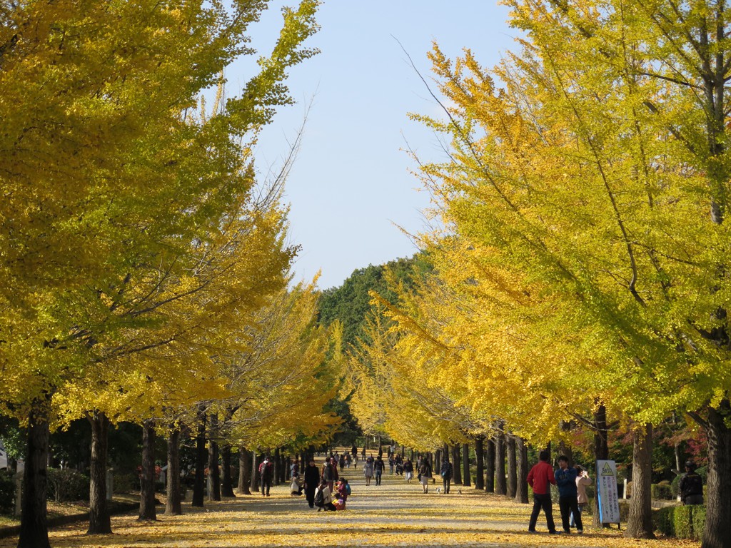 イチョウ並木紅葉情報　11月6日（日）現在