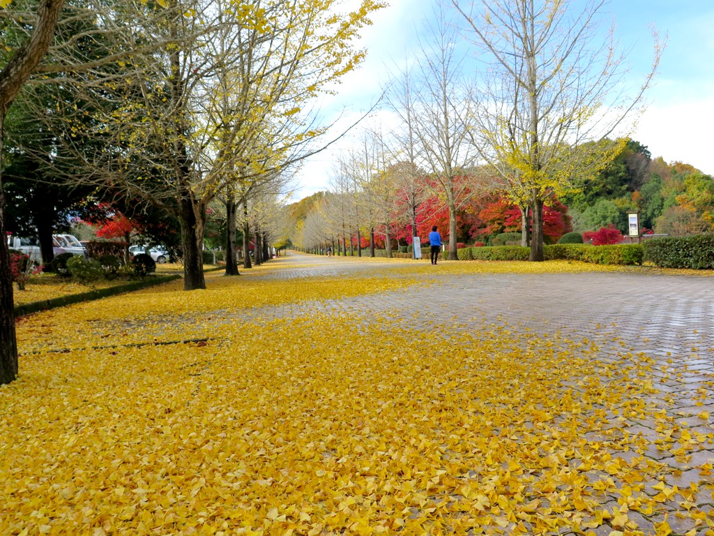 イチョウ並木紅葉情報【終了】　11月15日(火)
