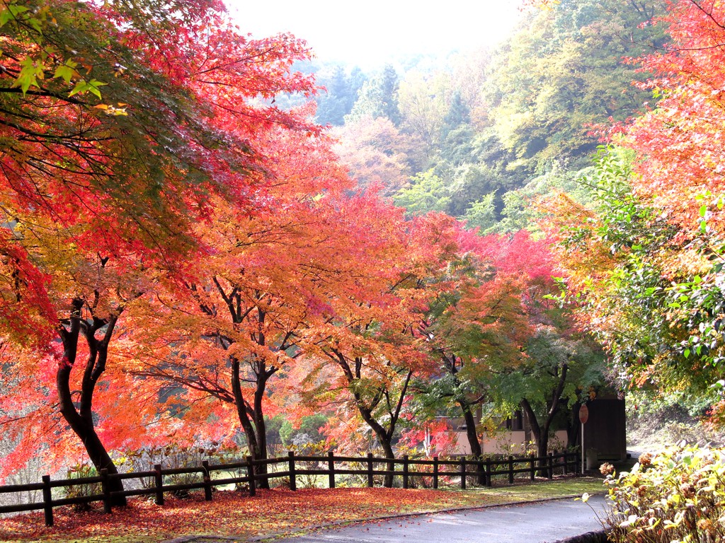 モミジ紅葉情報　11月15日（火）現在　注：本数は非常に少ないです