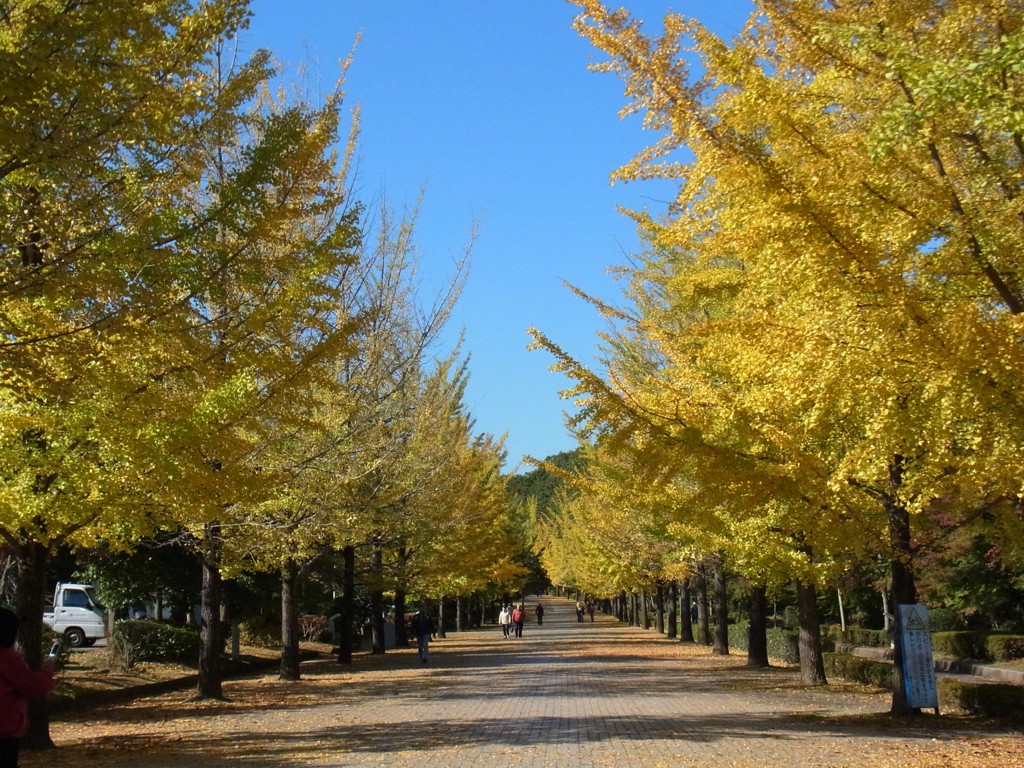 イチョウ並木紅葉情報　11月3日（木）現在