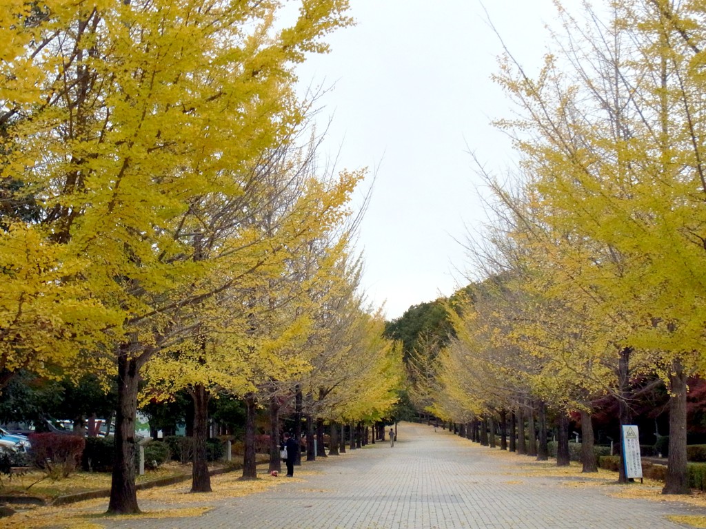 イチョウ並木紅葉情報　11月10日（木）現在