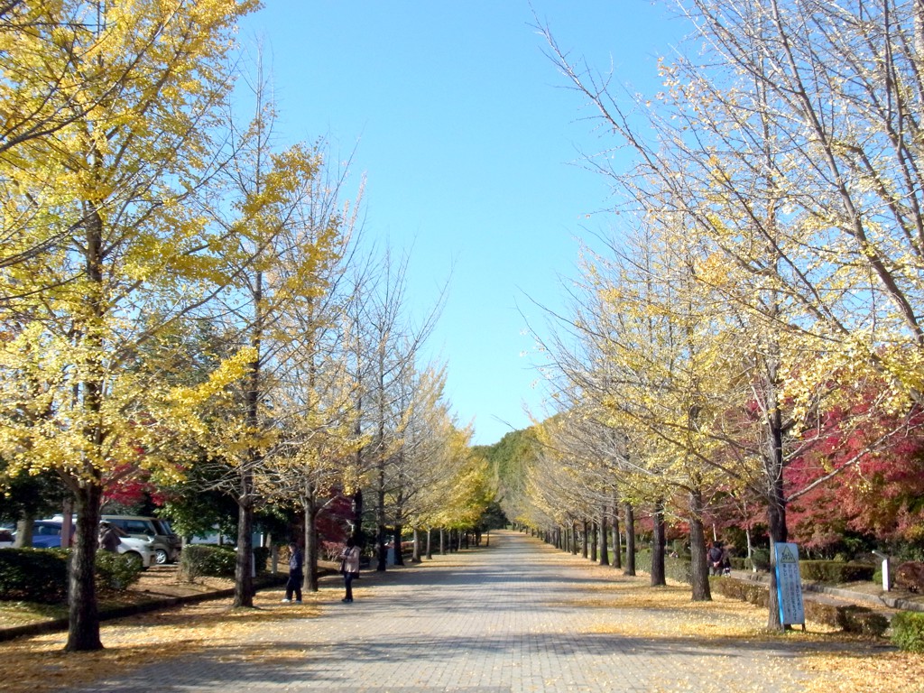 イチョウ並木紅葉情報　11月13日（日）現在