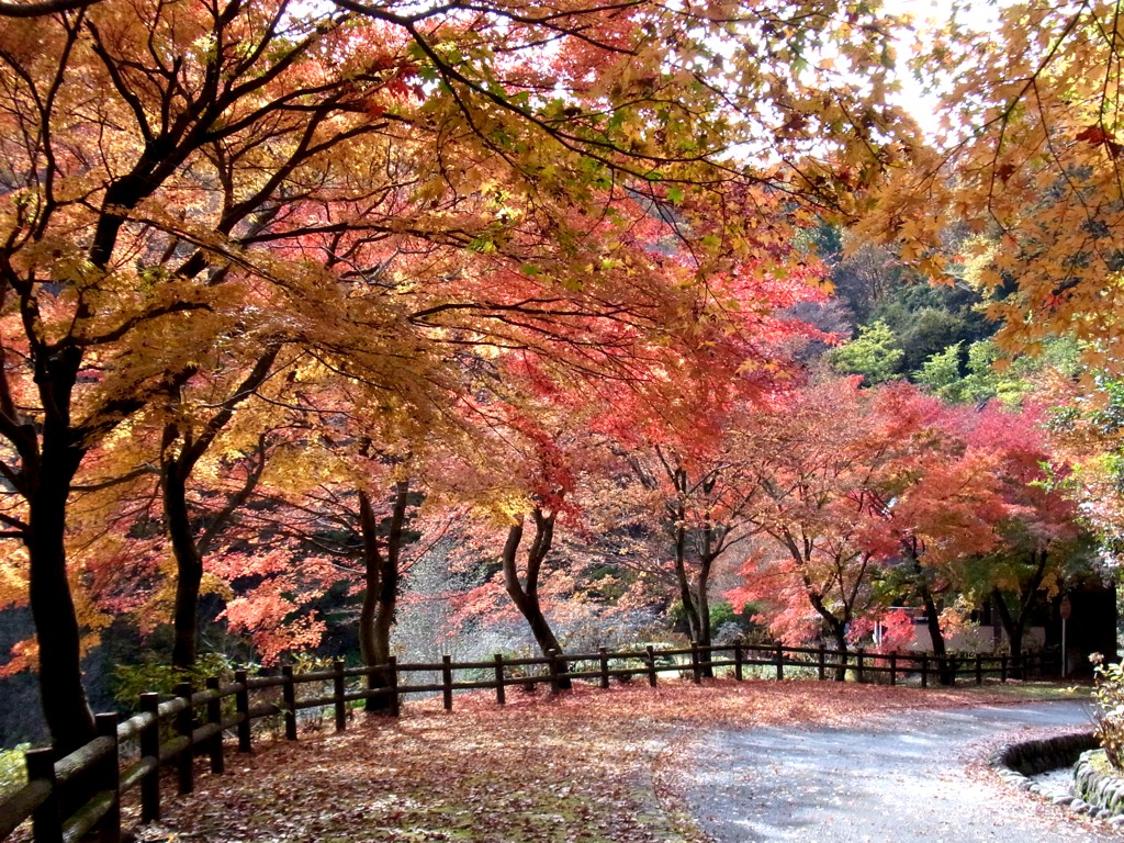 モミジ紅葉情報　11月20日（日）現在　注：本数は非常に少ないです