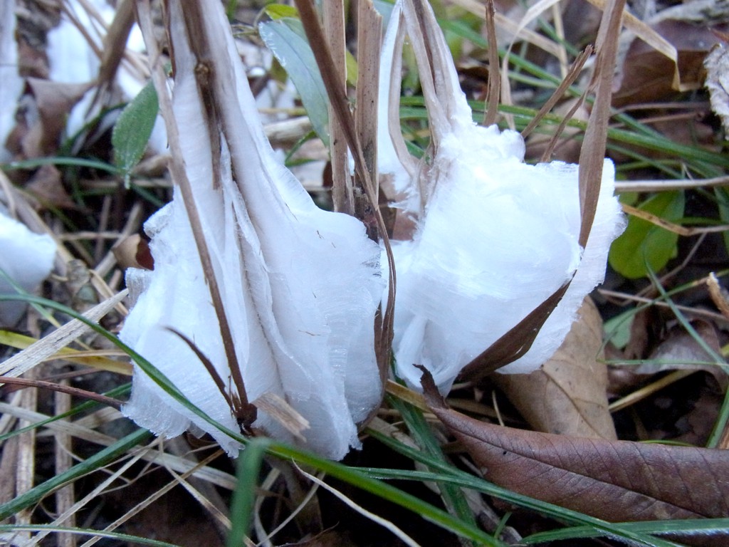 シモバシラ（植物）　氷の花が咲きました