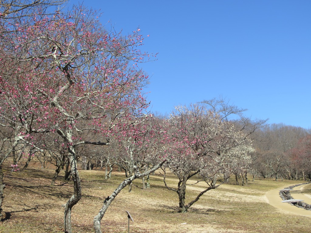 梅園 開花情報 2月25日(土)　３分