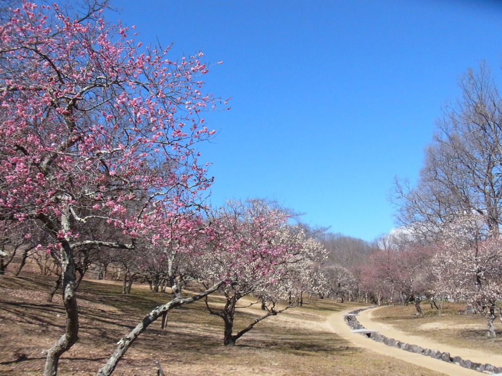 梅園 開花情報 3月3日(金)　６分