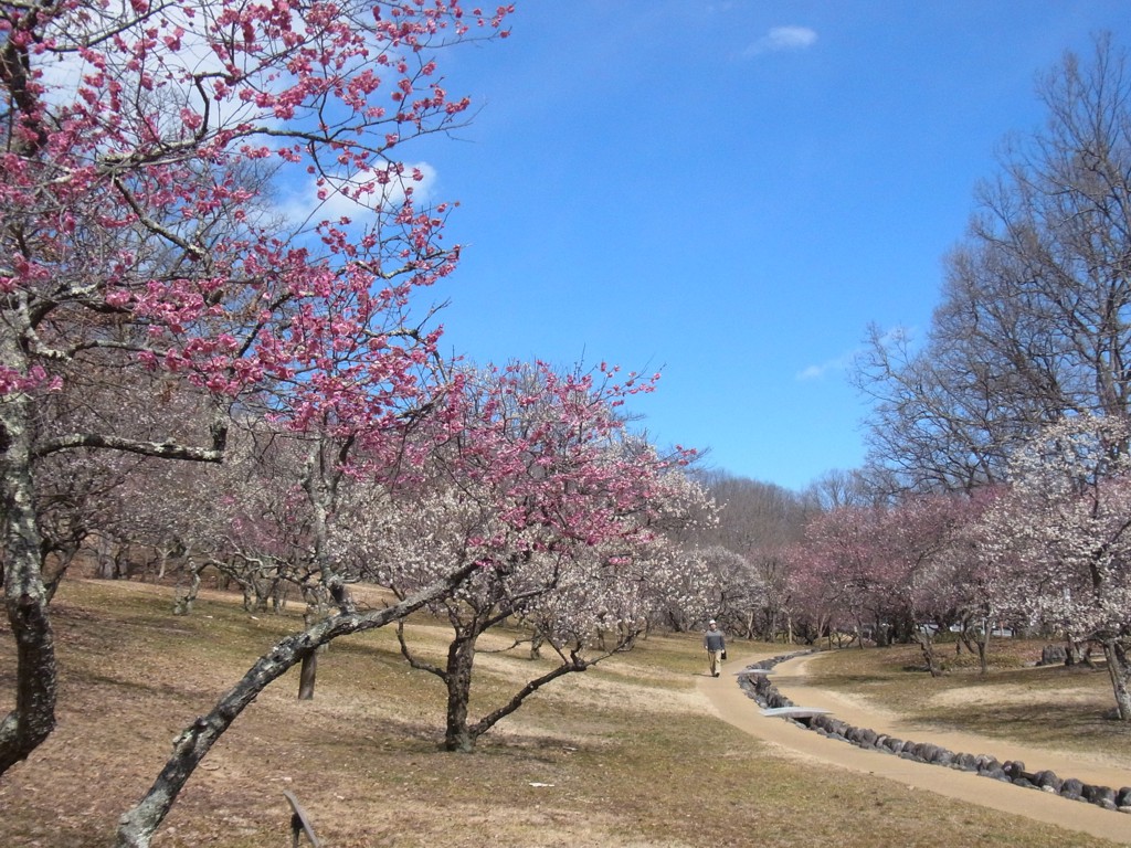 梅園 開花情報 3月８日(水)　見頃