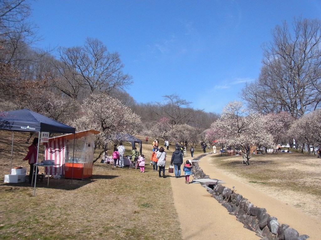梅園 開花情報 3月１２日(日)　満開