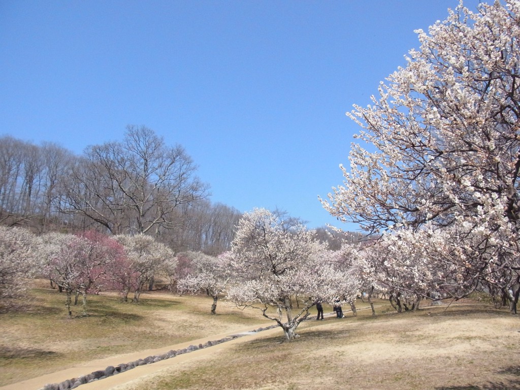 梅園 開花情報 3月２０日(月)　見頃