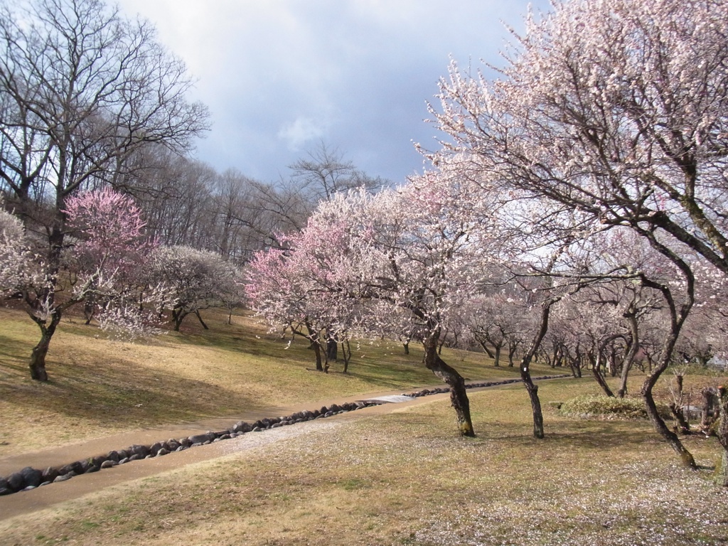 梅園 開花情報 3月２7日(月)　散り始め