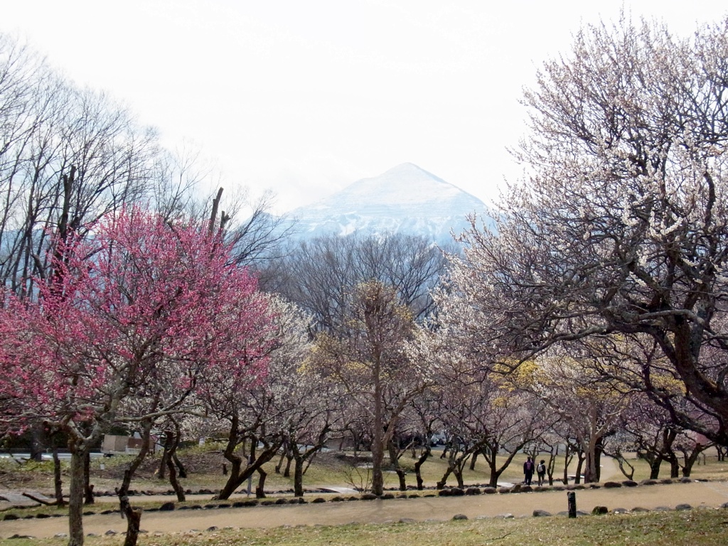 梅園 開花情報 3月２９日(水)　終わり際